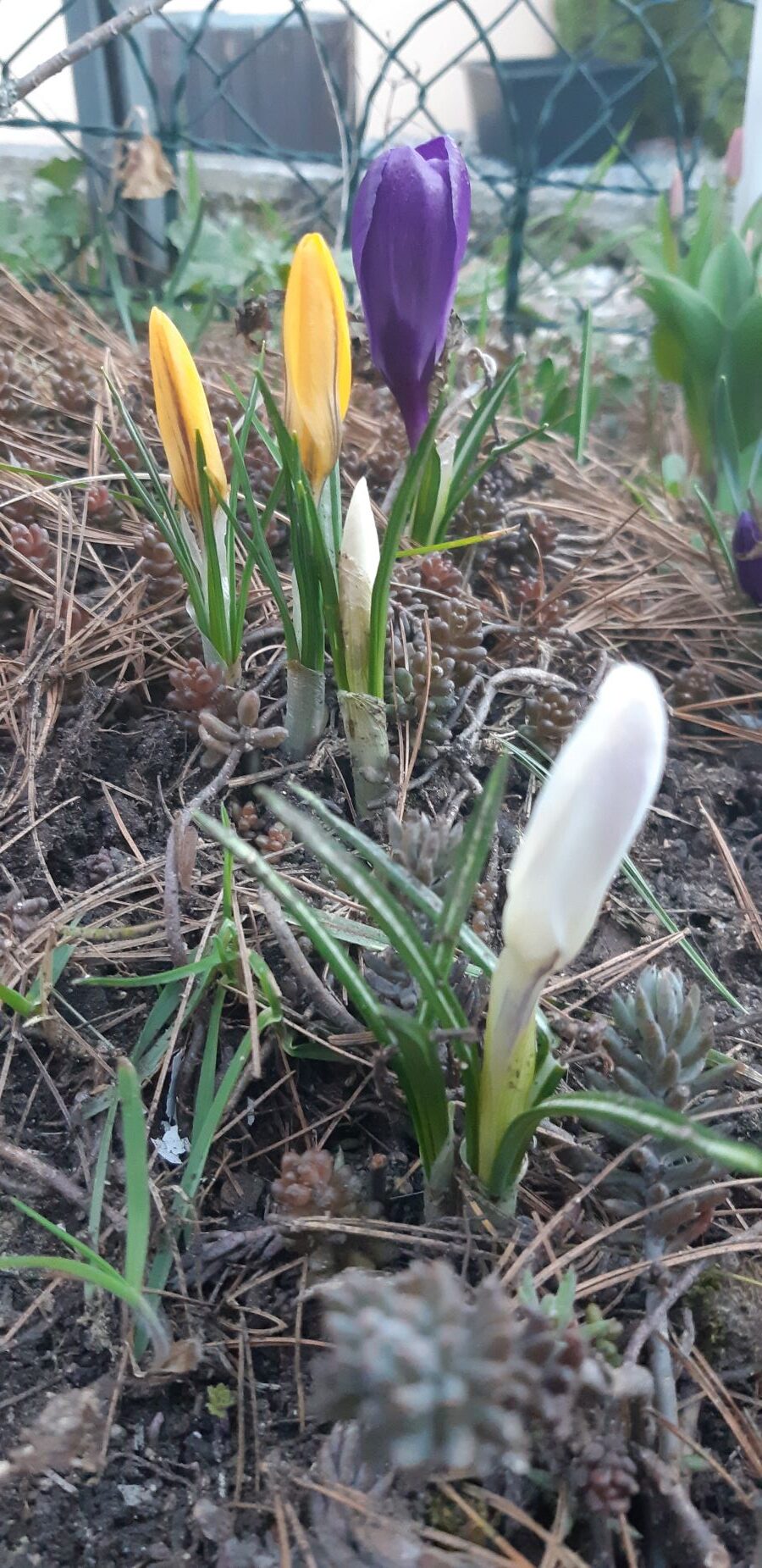 Weiße, gelbe und lila Krokusse läuten den Frühling im Garten ein.