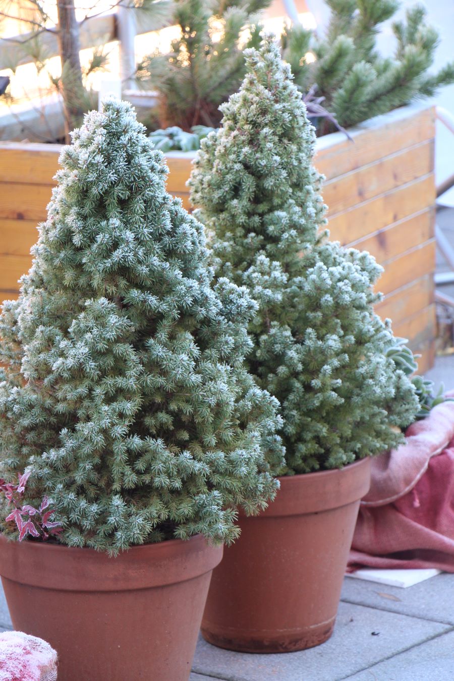 Strukturpflanzen wie die zwei Zuckerhutfichten bringen im Winter, auch im Topf, Spannung und Abwechslung in den sonst eher eintönigen Wintergarten.