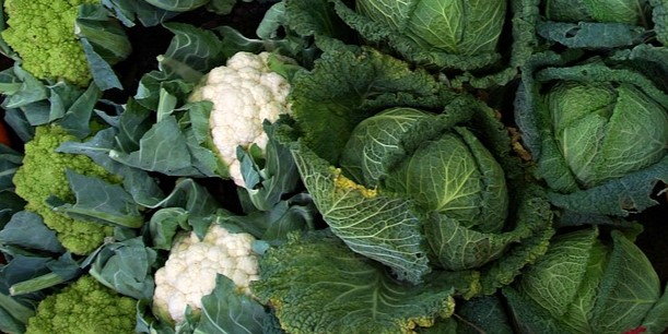 Kohl Anbau im Garten: So gelingt der Anbau verschiedener Arten.