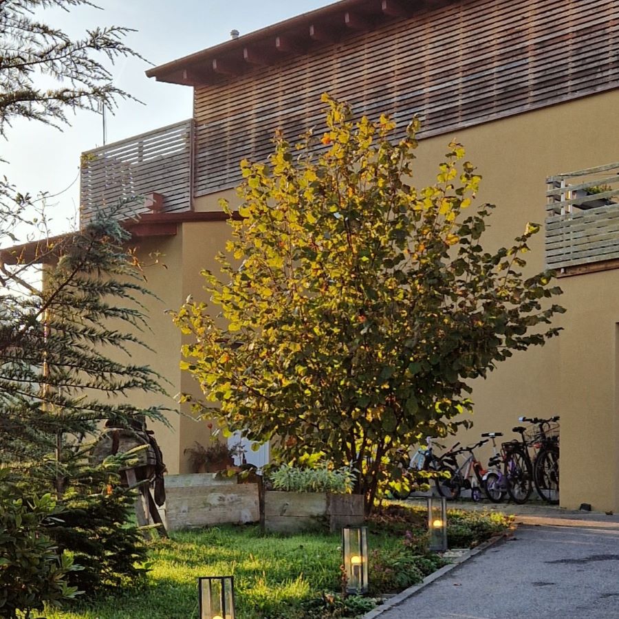 Die Zellernuss leuchtet in der herbstlichen Morgensonne in einem warmen goldgelb.