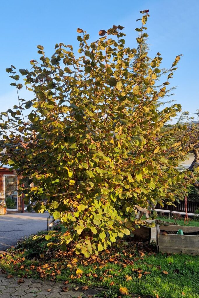 Die Zellernuss leuchtet in der herbstlichen Morgensonne in einem warmen goldgelb.